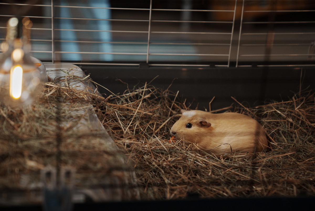 Sf3 Guineapig Photobyfrank Raudsepp