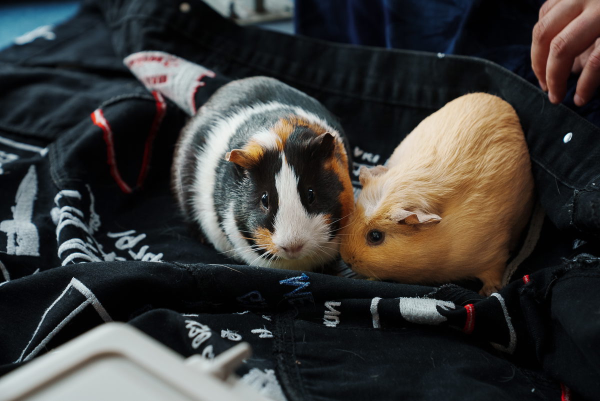 Sf3 Guineapigs Photobyfrank Raudsepp