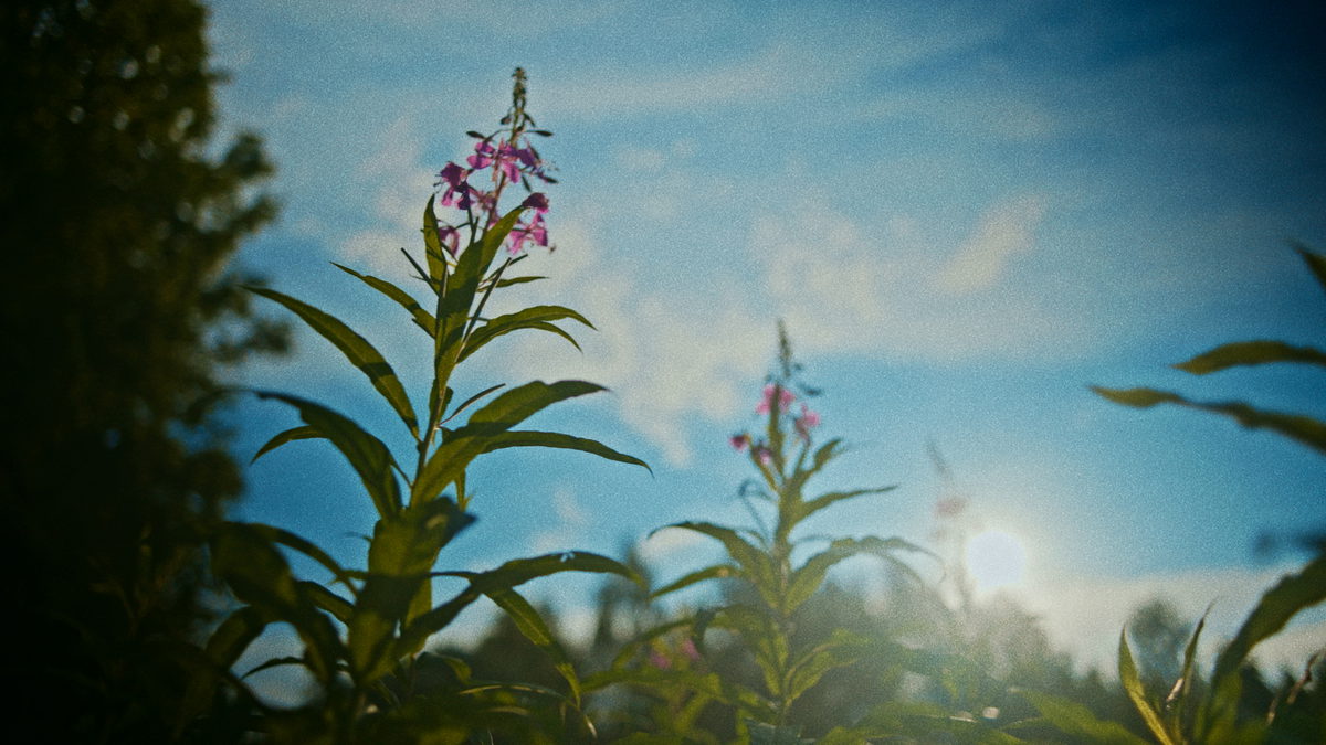 Vlcsnap 2026 07 29 21H52M13S955