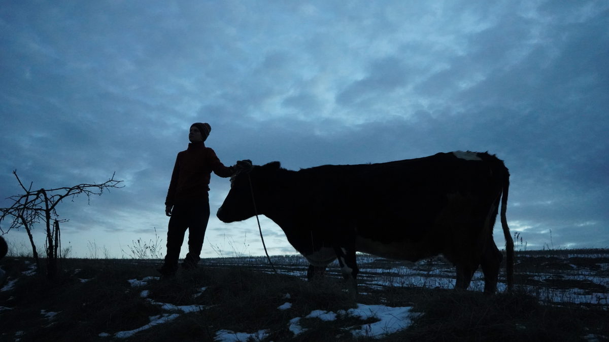 Cow Artem Cherniy