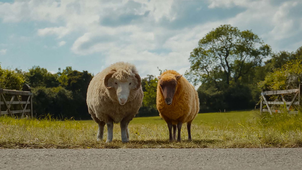 The Sheep Detectives1